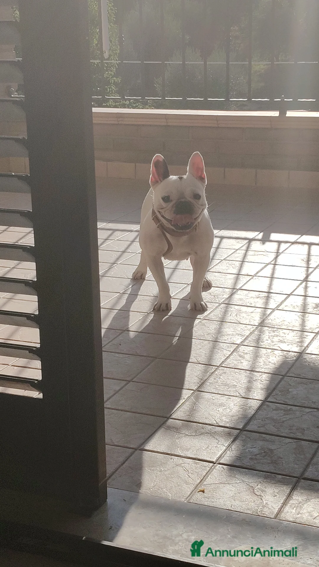 Bulldog Francese cani in vendita: Cucciolo di bulldog Francese (PEDIGREE ENCI) - Annuncio 1