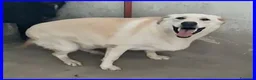 Meticcio cani in regalo: FOLK allegro e solare pacioccone - Annuncio 5