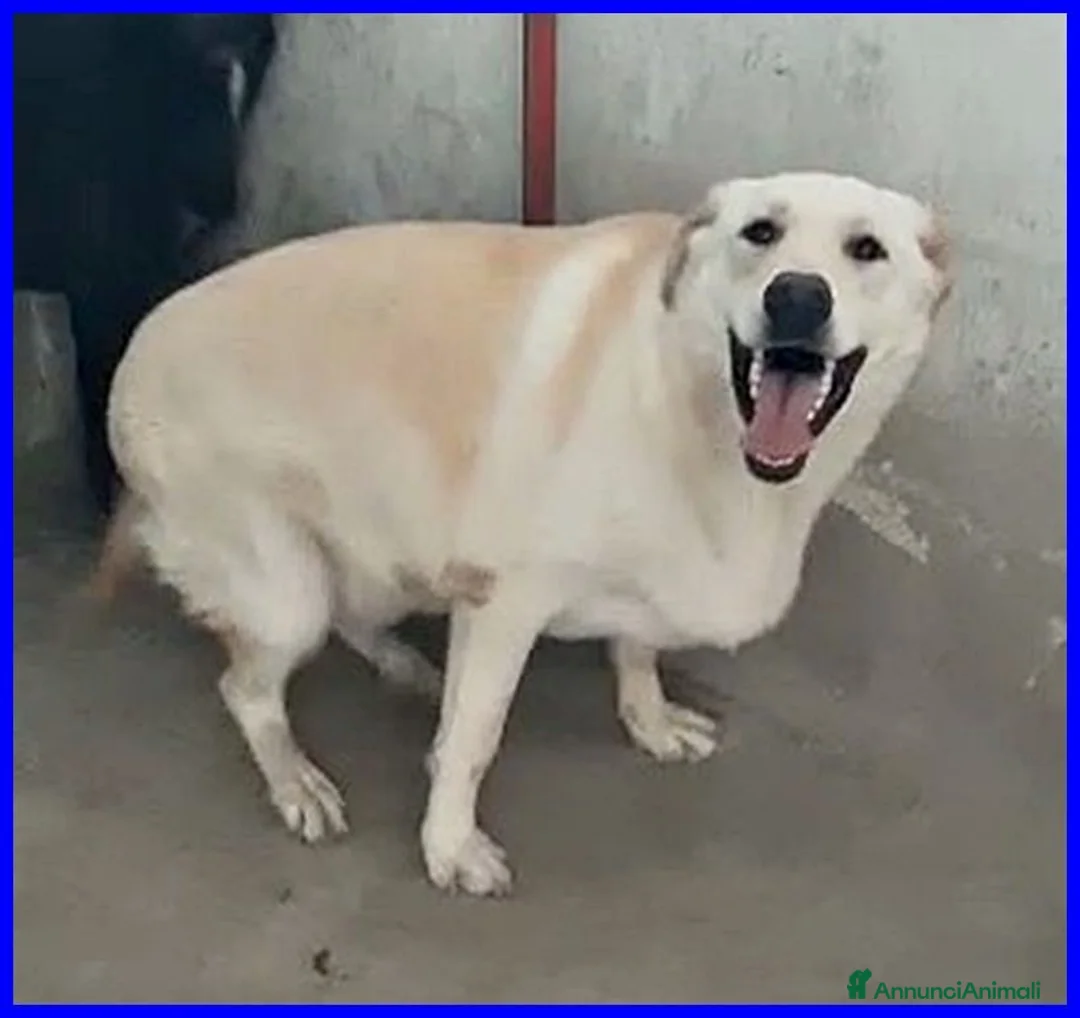 Meticcio cani in regalo: FOLK allegro e solare pacioccone - Annuncio 5