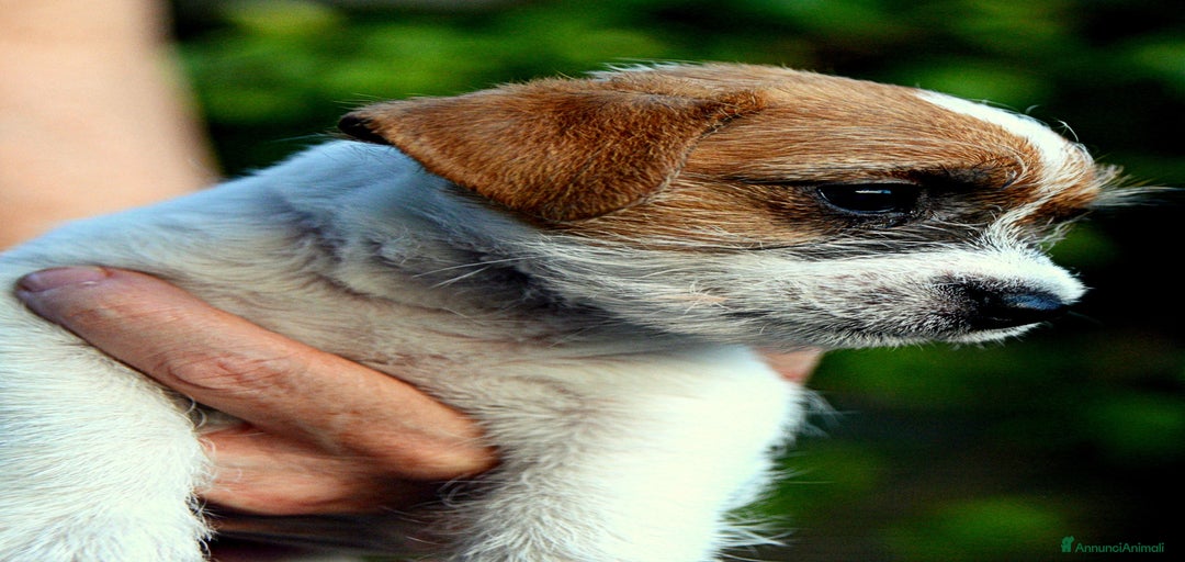 Immagine della galleria {{count}}