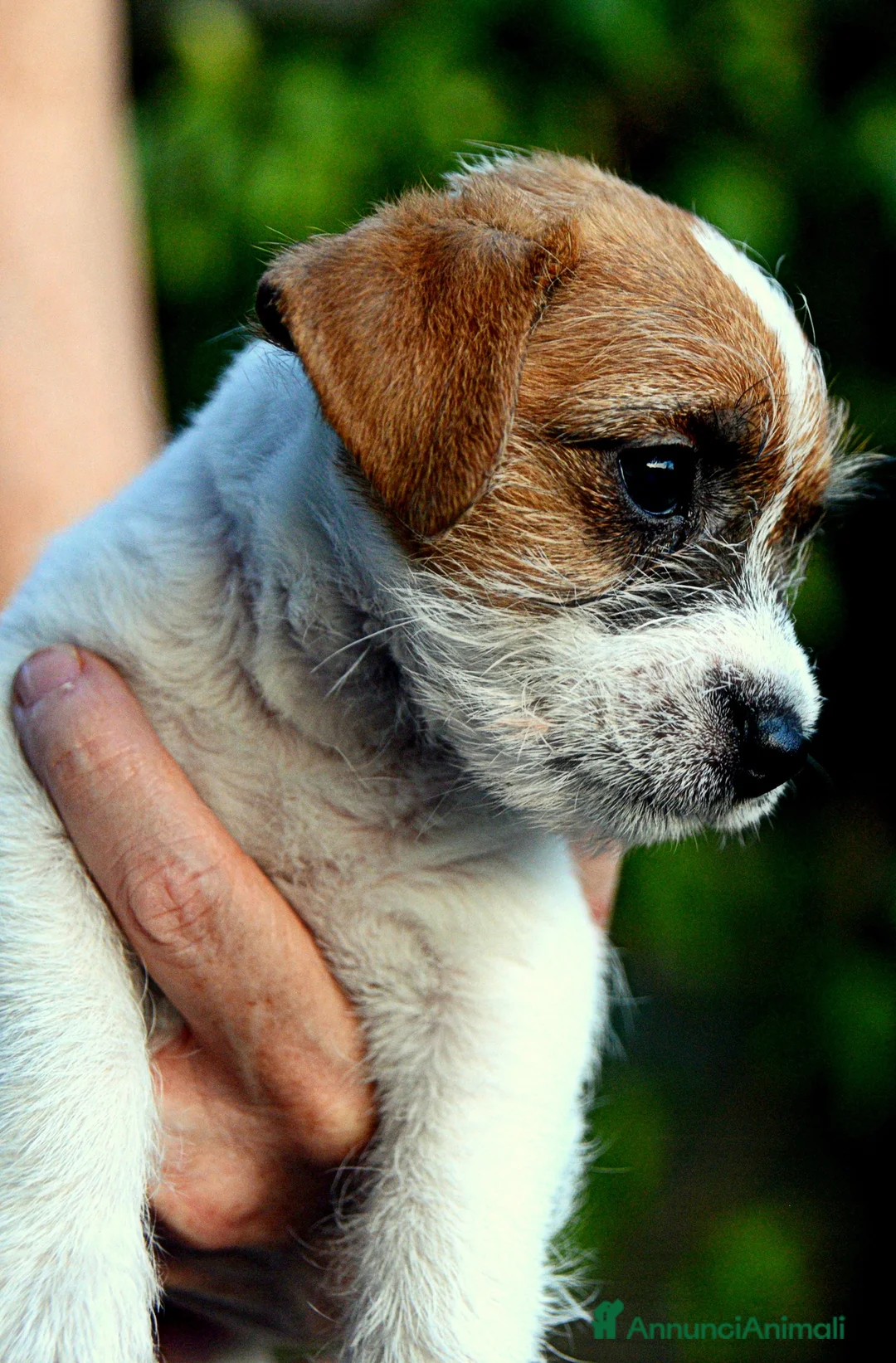 Immagine della galleria {{count}}