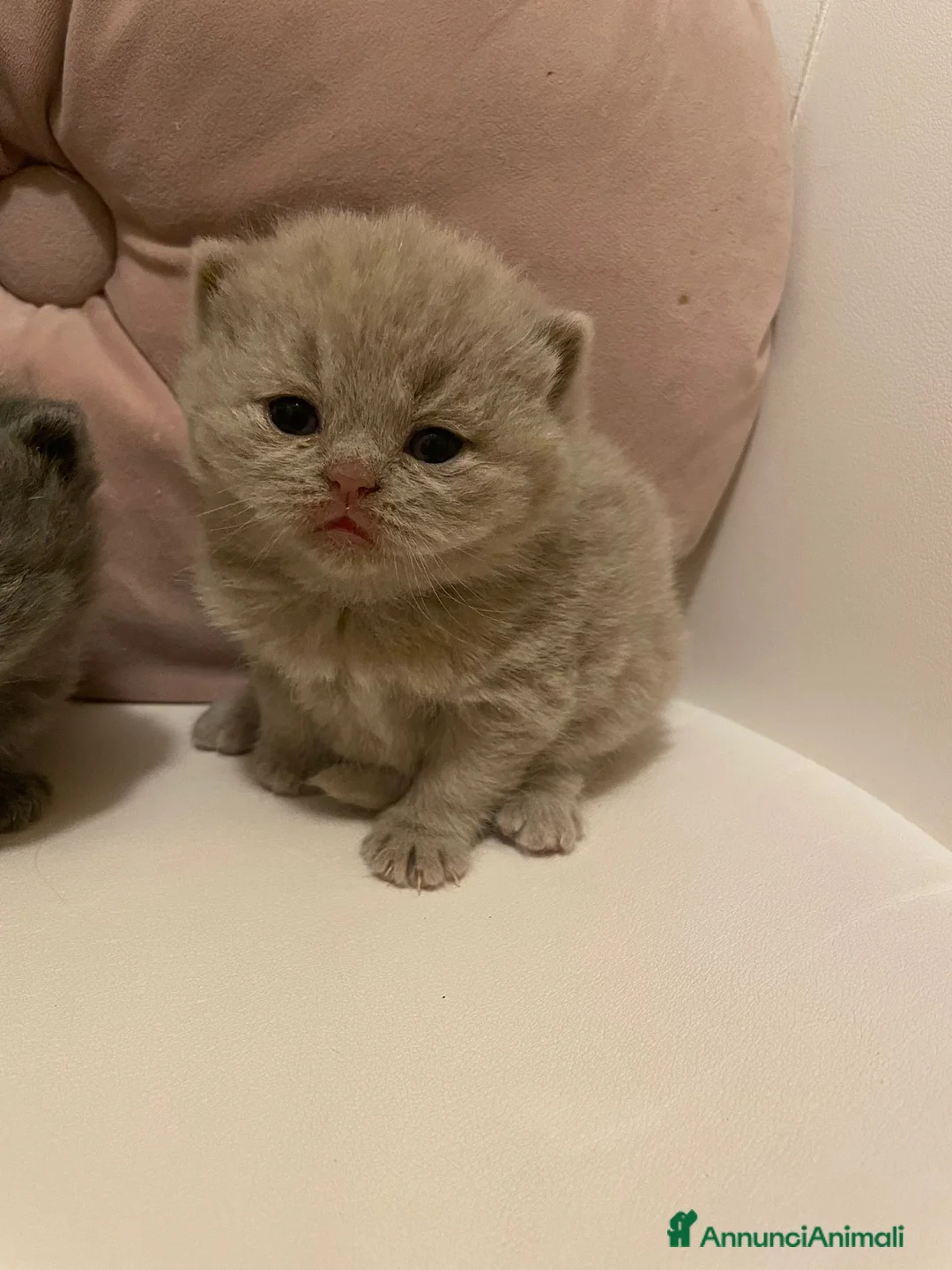 British gatti in vendita: BELLISSIMI CUCCIOLI BRITISH SHORTHAIR BLU E LILAC - Annuncio 2