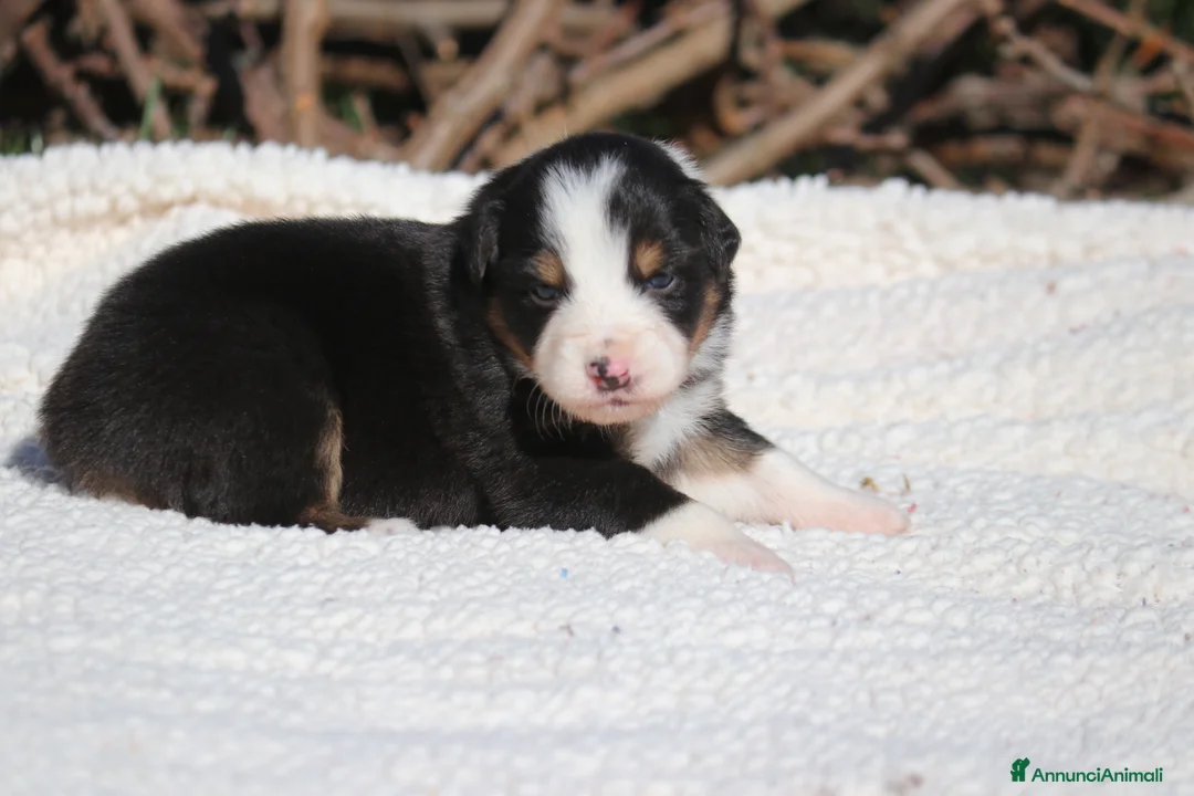Australian Shepherd cani in vendita: Cuccioli di Pastore Australiano  - Annuncio 8