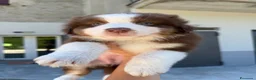 Australian Shepherd cani in vendita: Cuccioli pastore australiano con pedigree - Annuncio 5