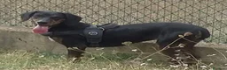 Segugio cani in regalo: GILDA buona con tutti i cani! a Città Metropolitana di Torino - Annuncio 2