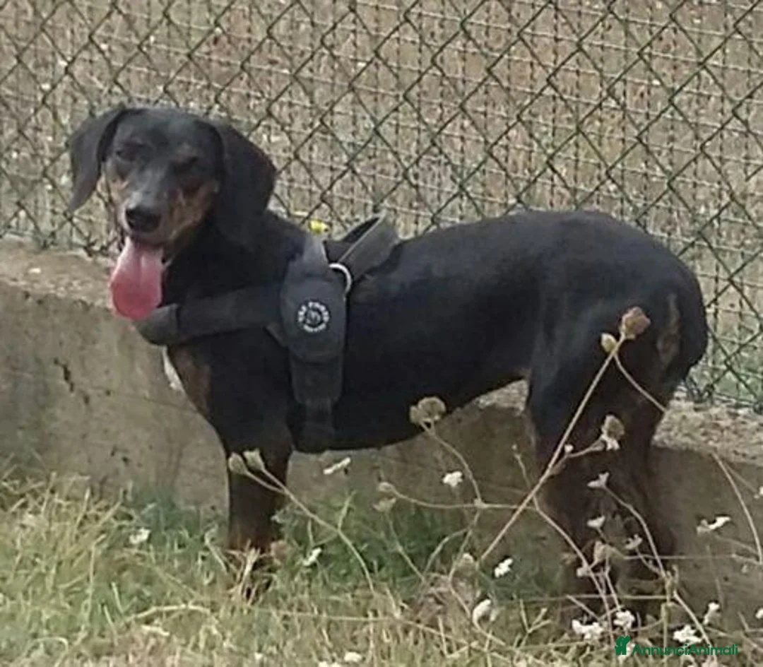 Segugio cani in regalo: GILDA buona con tutti i cani! a Città Metropolitana di Torino - Annuncio 2