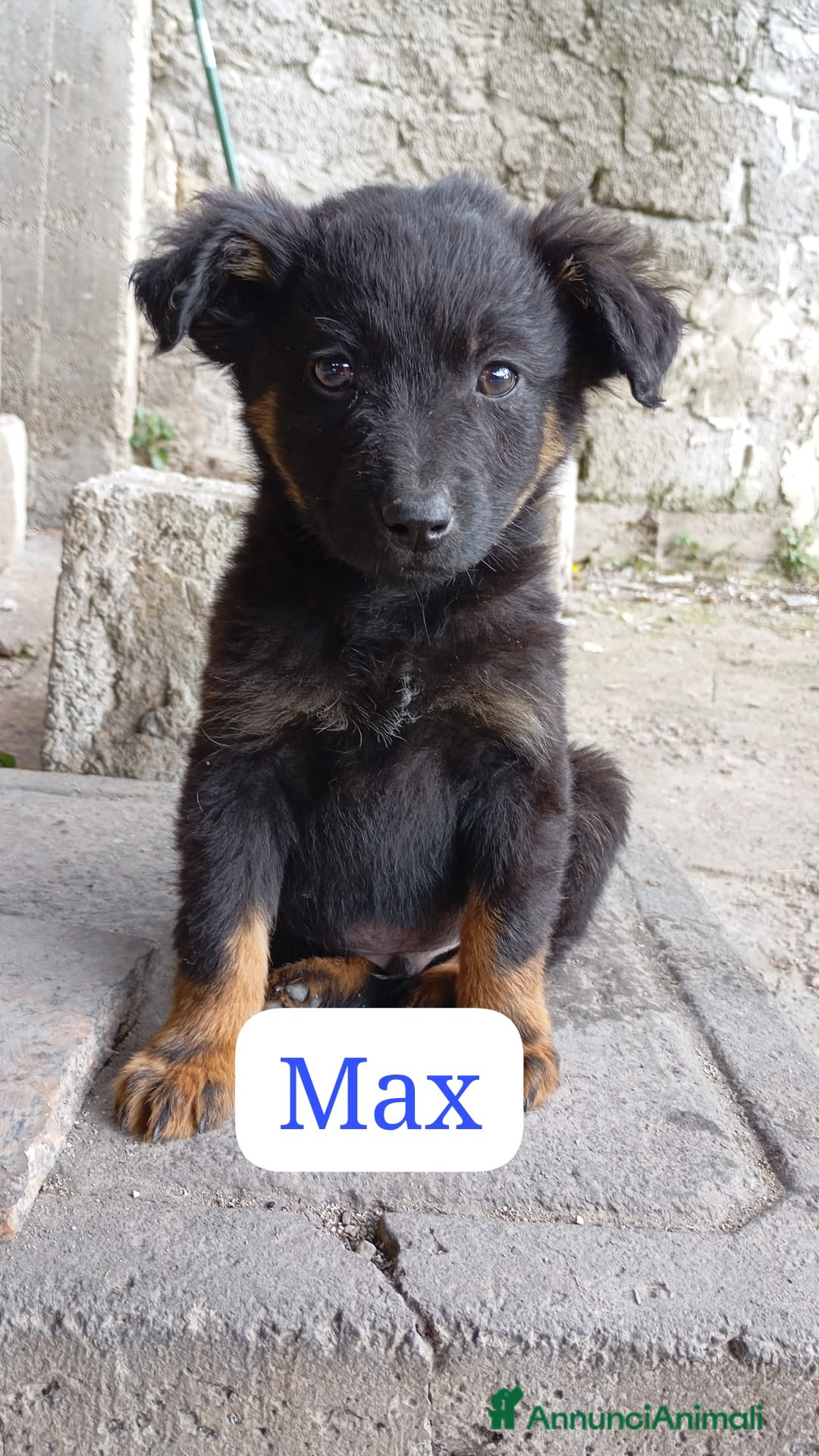 Meticcio cani in regalo: Cuccioli di taglia media piccola e media - Annuncio 2