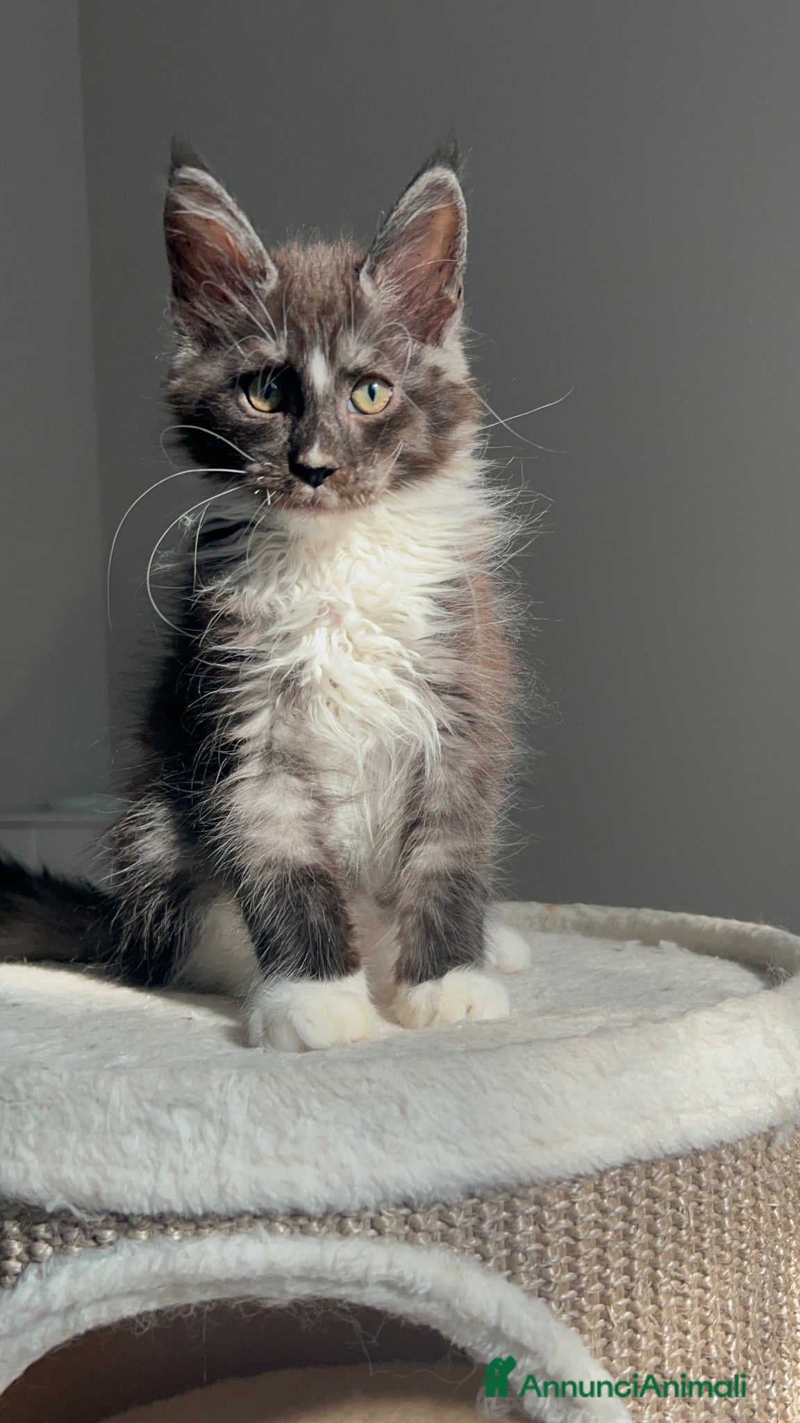 Maine Coon gatti Maine coon con pedigree  - Annuncio 1