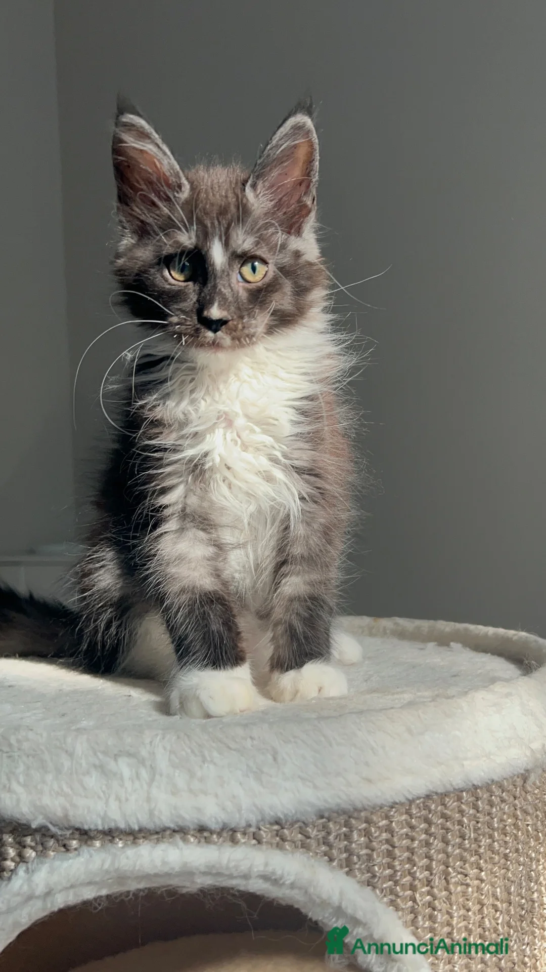Maine Coon gatti in vendita: Maine coon con pedigree  - Annuncio 1
