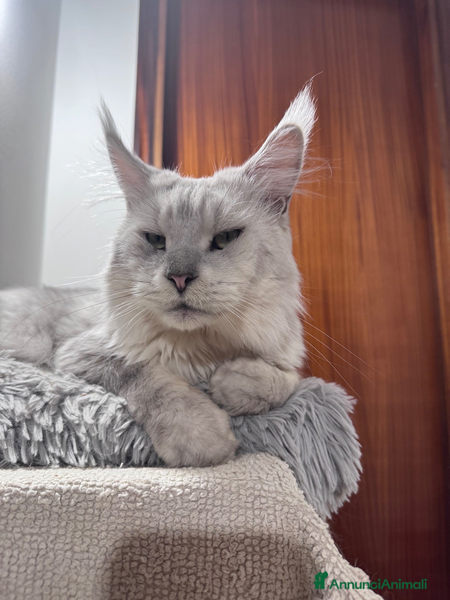 Maine Coon gatti per accoppiamento: Maschio blue shaded per monta - Annuncio 1