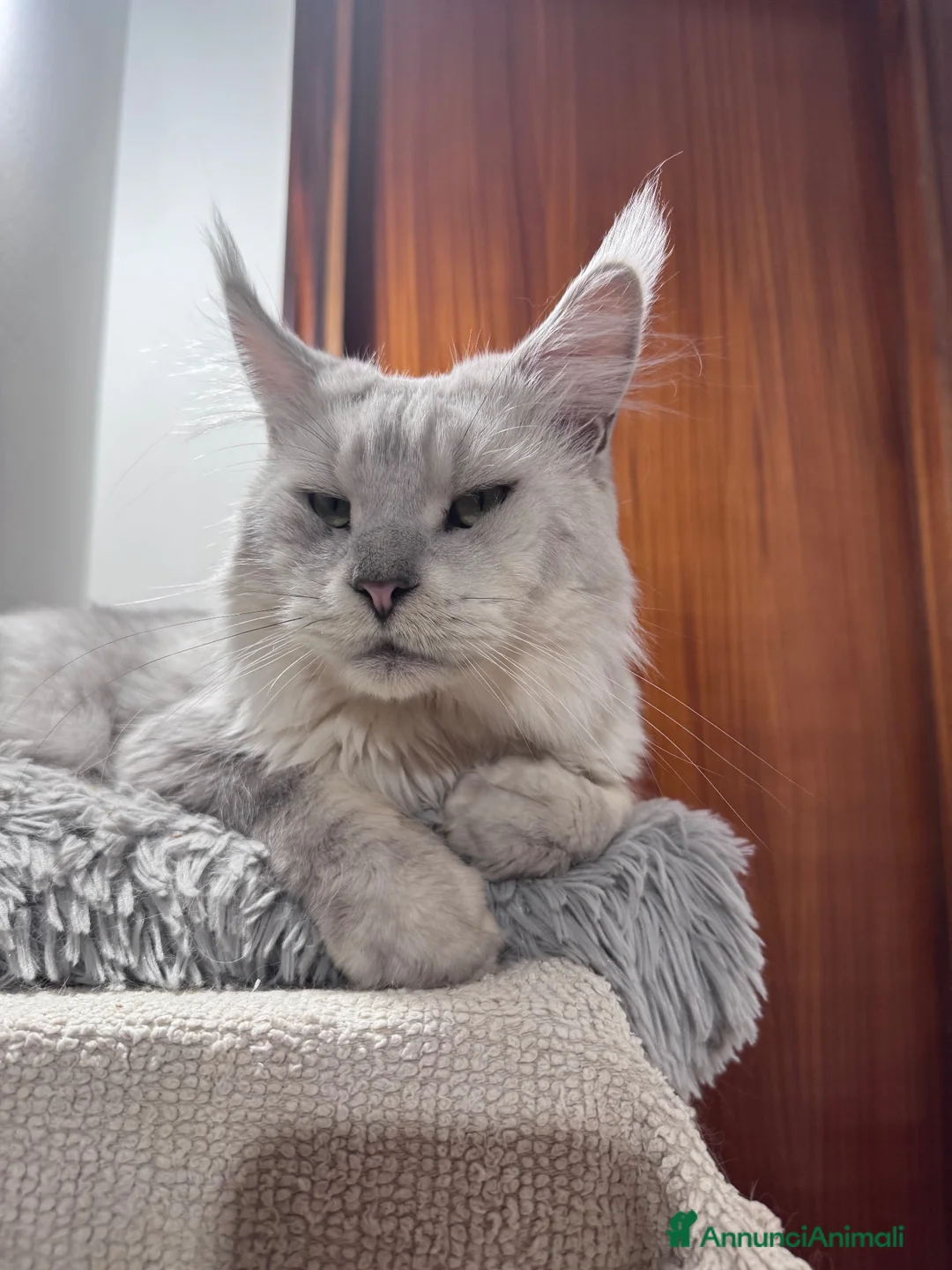 Maine Coon gatti per accoppiamento: Maschio blue shaded per monta - Annuncio 1