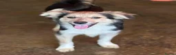 Meticcio cani in regalo: MILKYWAY, cucciolo tenerone! TG PICCOLA - Annuncio 2