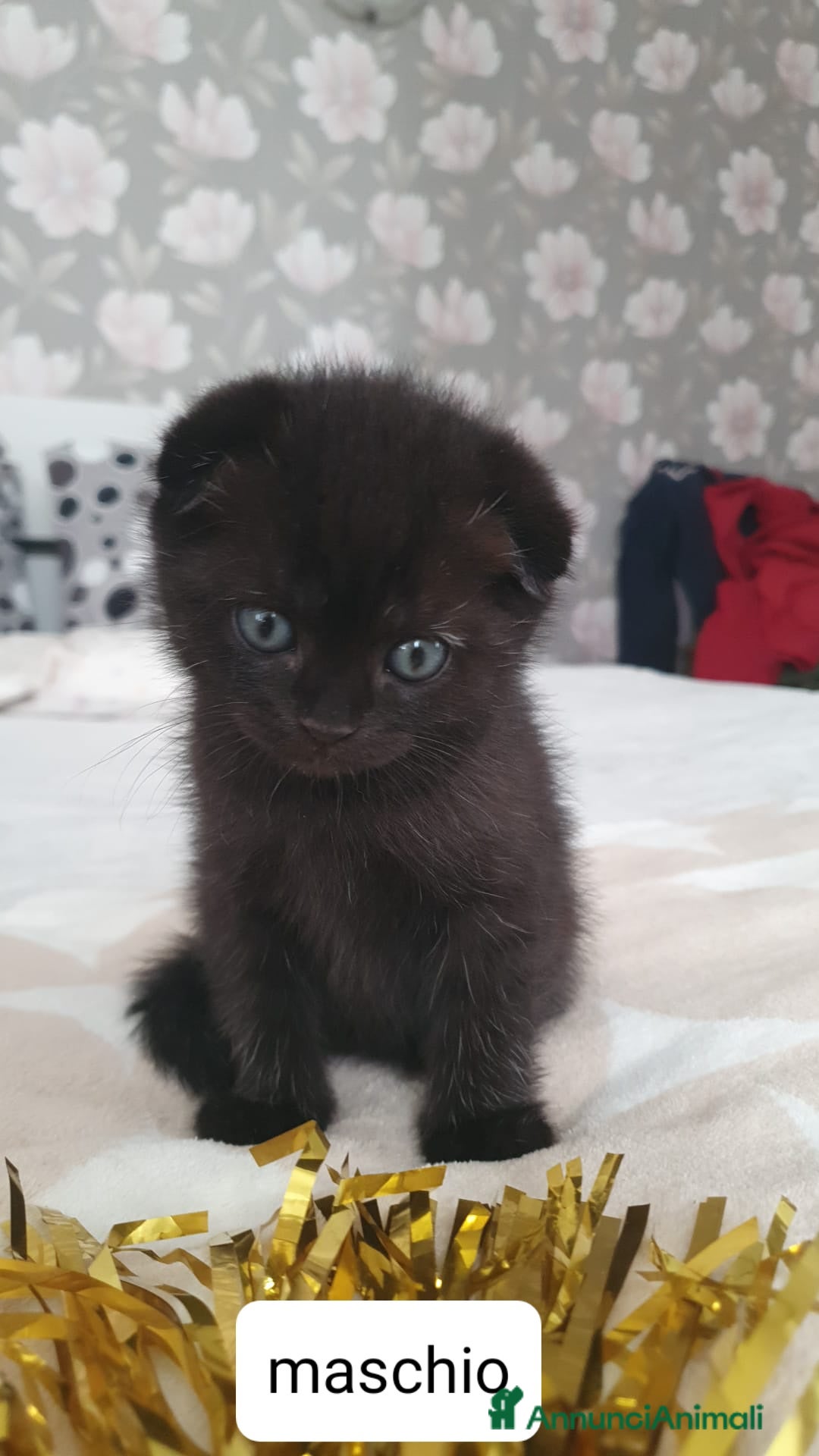 British gatti in vendita: Gattini brithis scottish fold e straight  - Annuncio 2