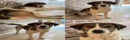 Meticcio cani in regalo: Cagnolini di taglia media  - Annuncio 4
