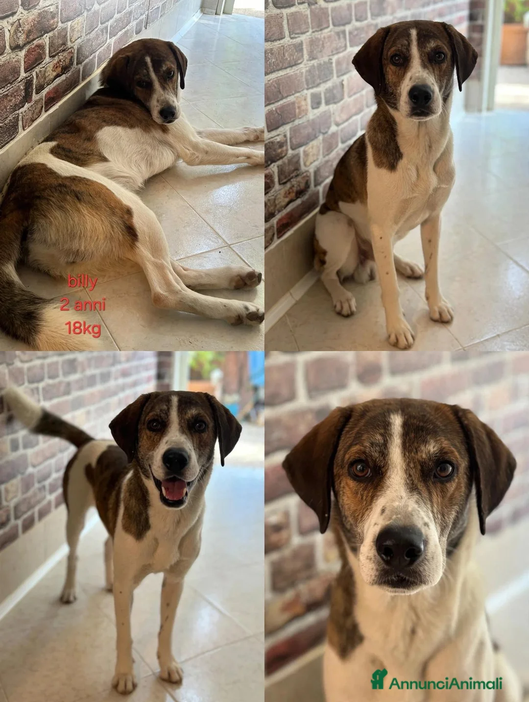 Meticcio cani in regalo: Cagnolini di taglia media  - Annuncio 4
