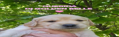 Golden Retriever Cucciolo 10