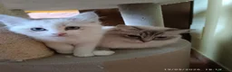 Ragdoll gatti in vendita: Ultimi cuccioli di Razza Ragdoll disponibili - Annuncio 1