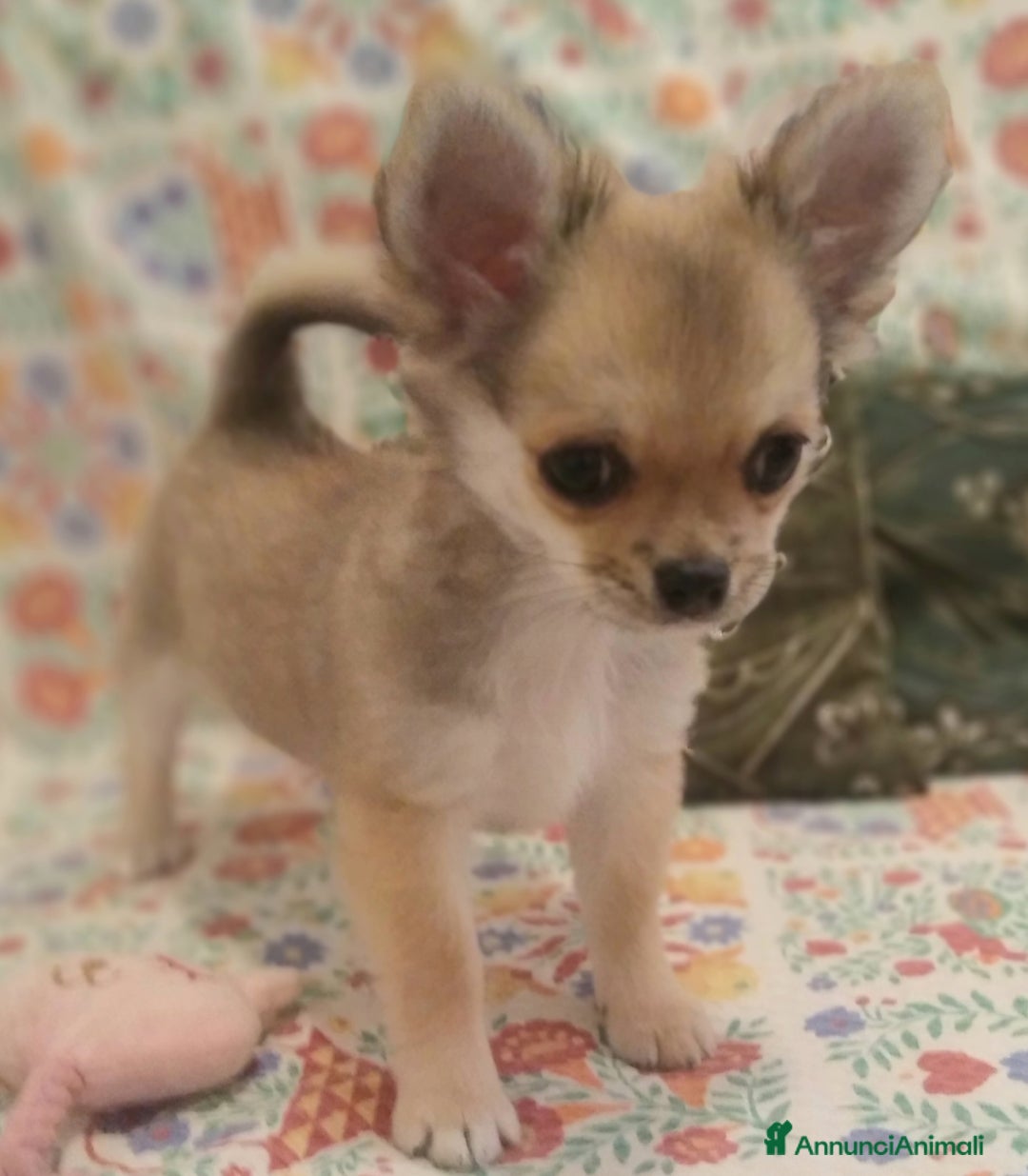 Chihuahua cani in vendita: Chihuahua Femmina a pelo lungo con Pedegree Enci  - Annuncio 7