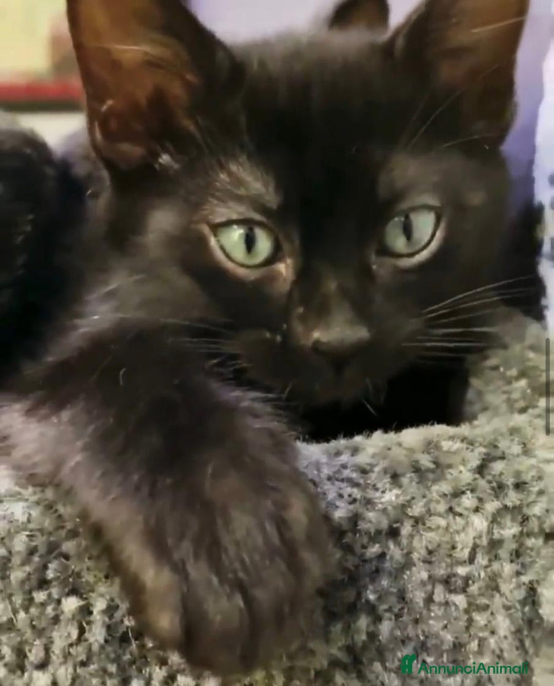 Bengala gatti in vendita: Bellissimi cuccioli di bengala  - Annuncio 3