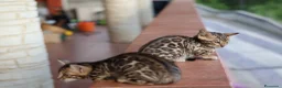 Bengala gatti in vendita: Cuccioli Bengala a Provincia di Cosenza - Annuncio 4