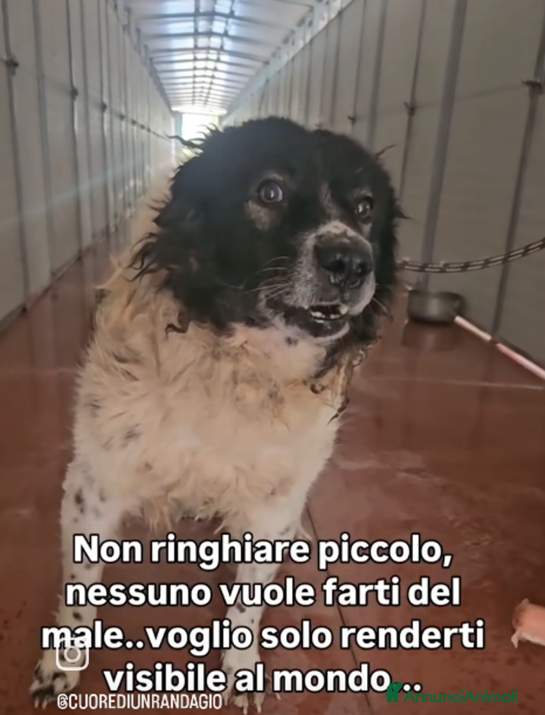 Meticcio cani in regalo: AIUTIAMO REMI AD USCIRE DA UN INCUBO! - Annuncio 3