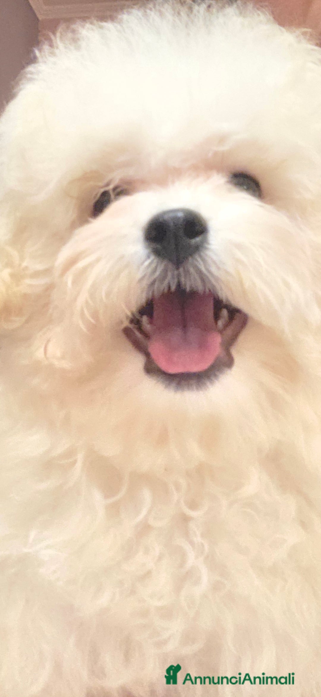 Meticcio cani in vendita: Maltipoo  - Annuncio 11