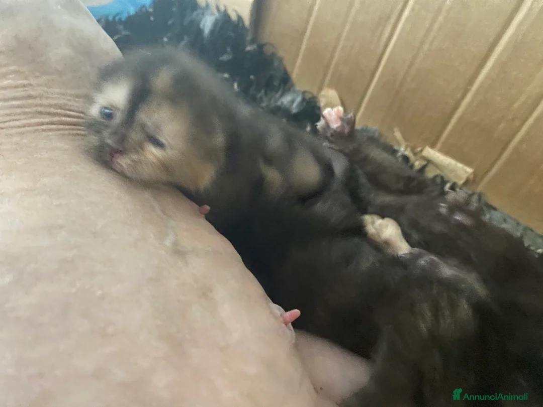 Meticcio gatti in vendita: Gatto persiano Incroccio  - Annuncio 2