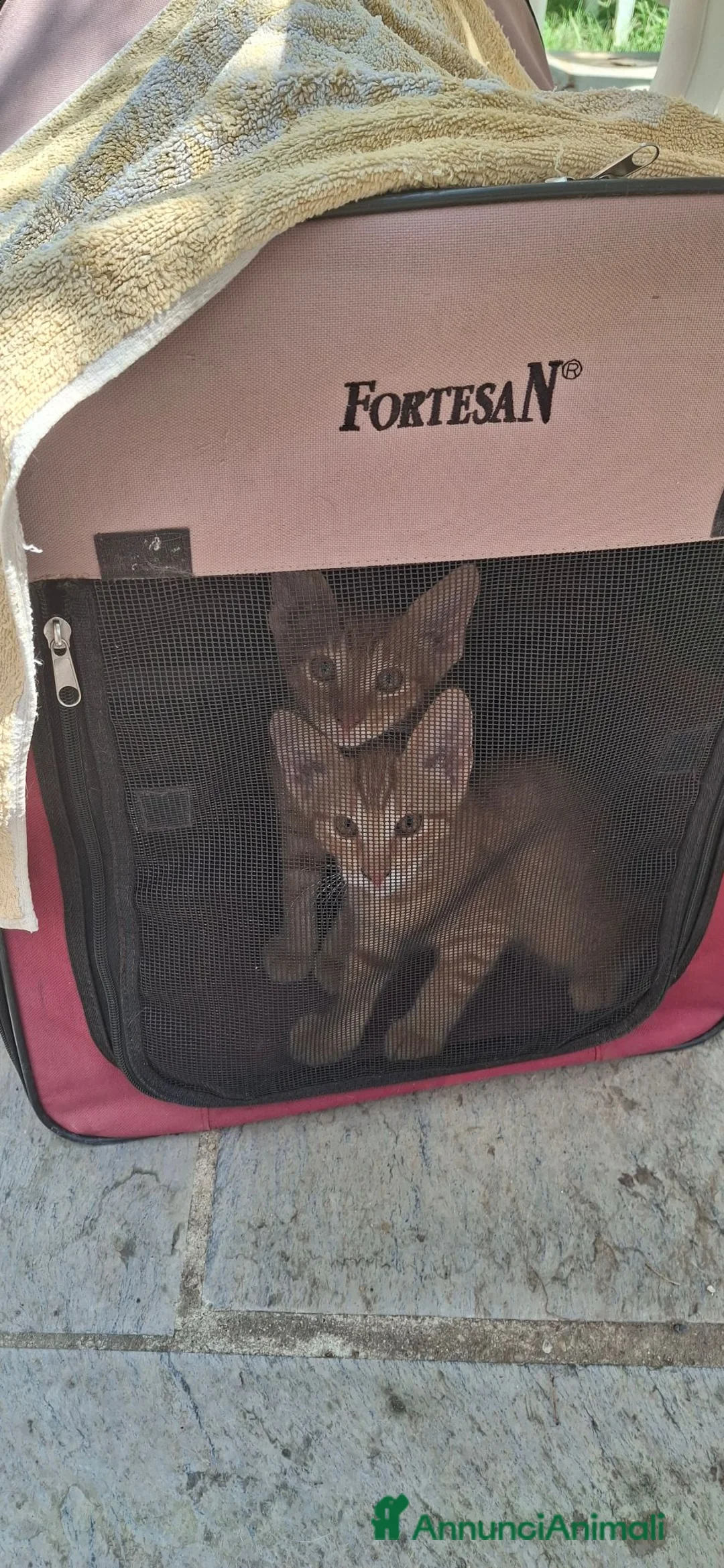 Europeo gatti in vendita: MICI EUROPEI ROSSI MASCHIO E FEMMINA a Città Metropolitana di Genova - Annuncio 1