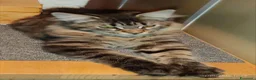 Maine Coon gatti in vendita: Dolcissimi cuccioli di Maine Coon xxl - Annuncio 4