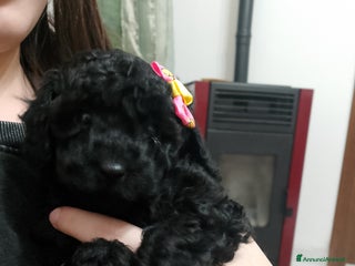 Barboncino cani Barboncino Nano - Annuncio 1