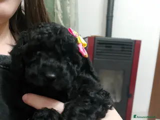 Barboncino cani Barboncino Nano - Annuncio 4