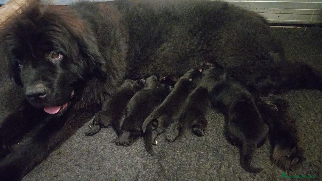 Terranova cani in vendita: Terranova Cuccioli - Annuncio 4