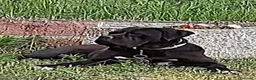 Cane Corso cani in vendita: Spettacolari cuccioli di Cane Corso  - Annuncio 4