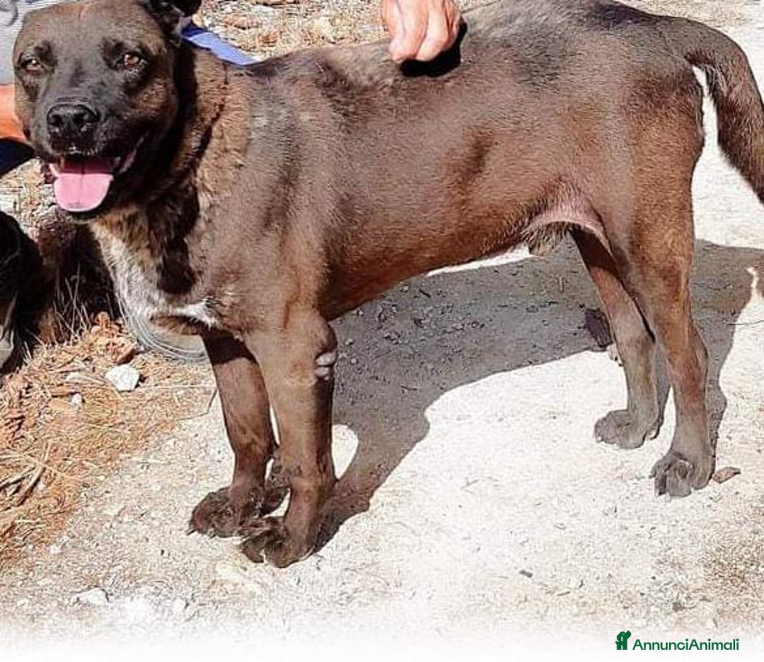 Meticcio cani in regalo: 5anni manto nocciola triste in canile.LECCE SOS a Città metropolitana di Milano - Annuncio 2