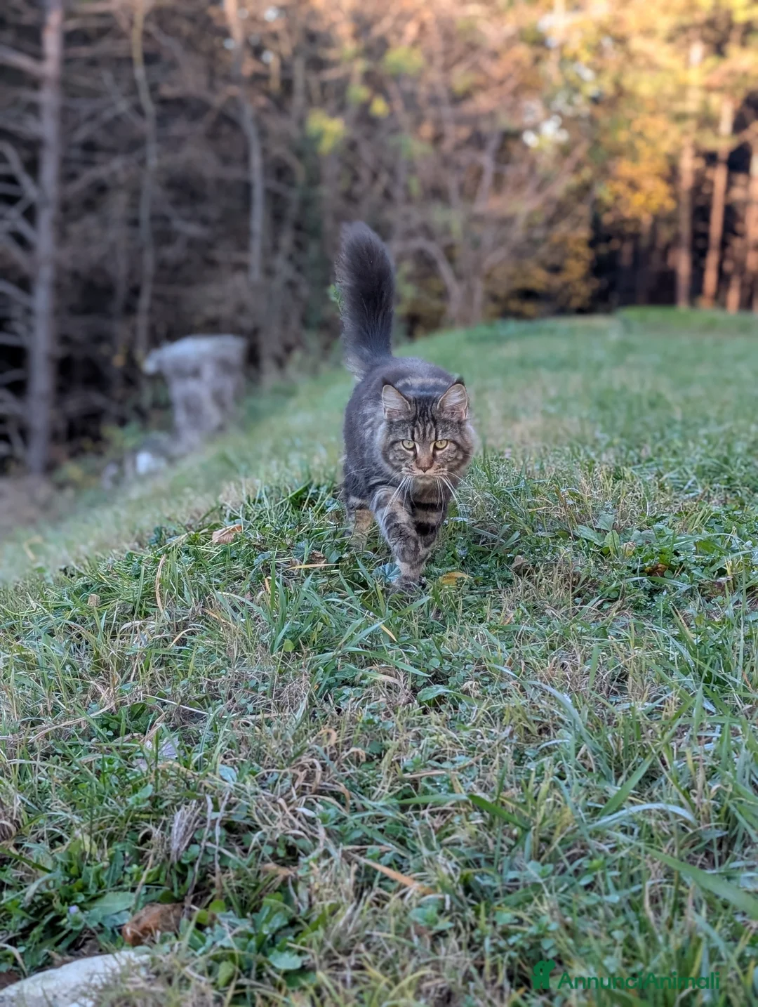 Maine Coon gatti in vendita: Maine Coon nera, cucciolona - Annuncio 9