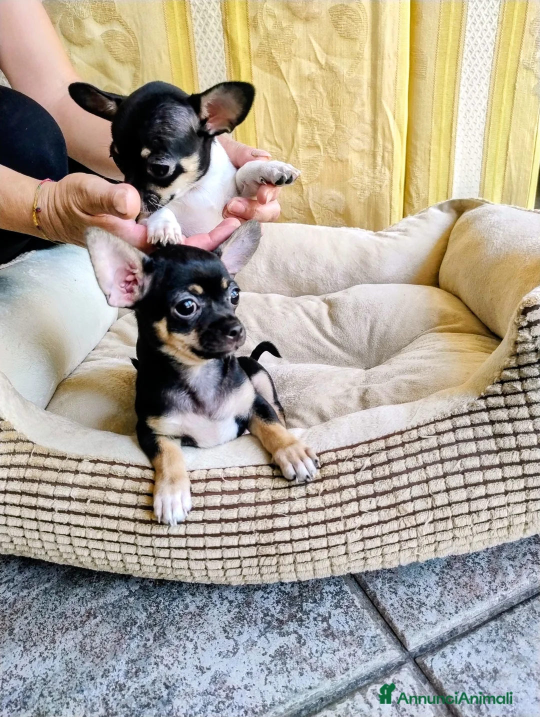 Chihuahua cani in vendita: Cuccioli chihuahua  - Annuncio 2
