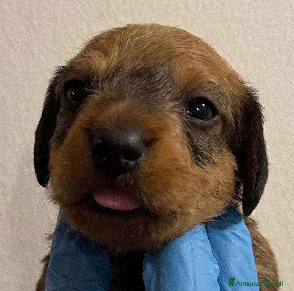 Bassotto cani BASSOTTO PELO DURO CUCCIOLI - Annuncio 2