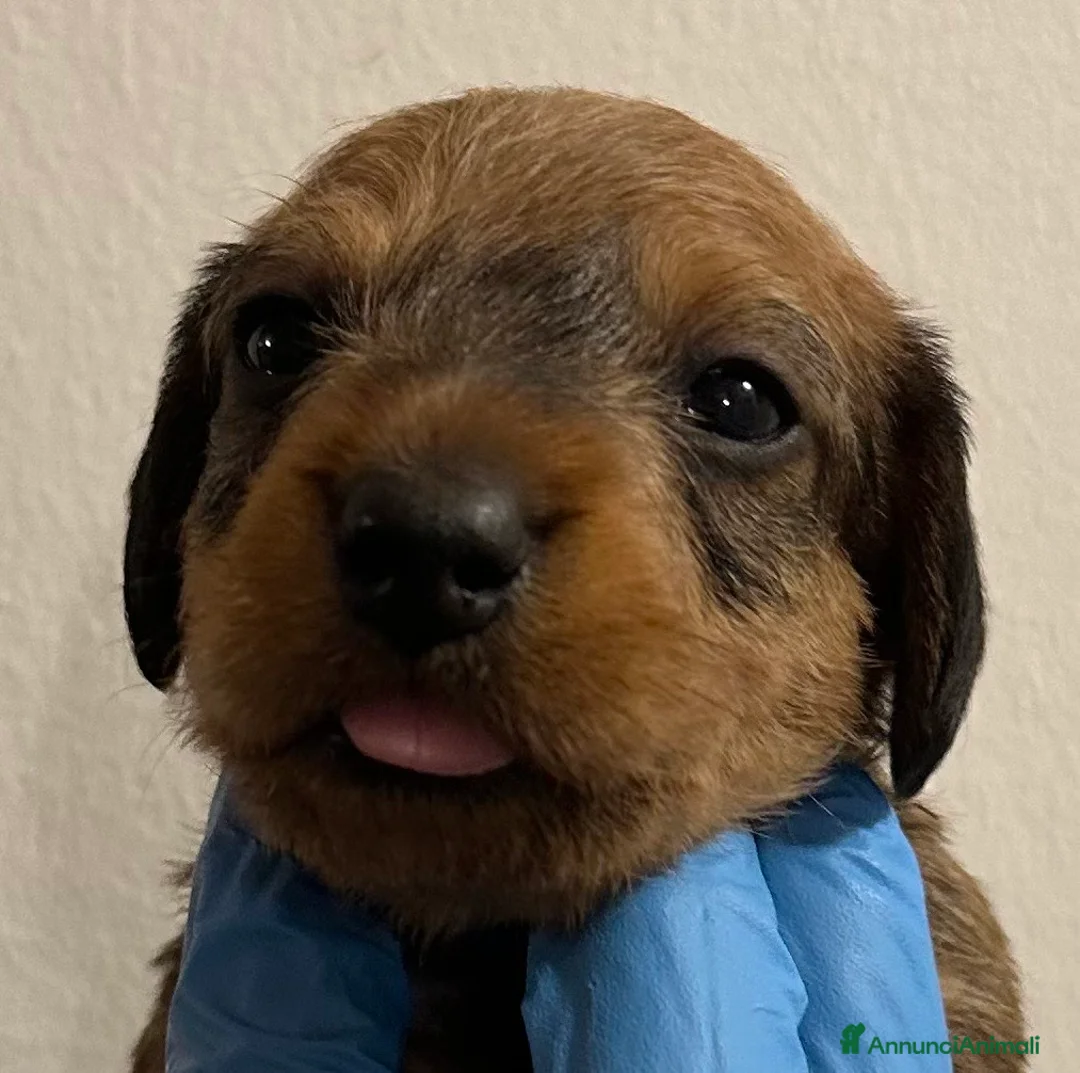 Bassotto cani in vendita: BASSOTTO PELO DURO CUCCIOLI - Annuncio 2