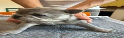 Bulldog Francese cani in vendita: bulldog francese  - Annuncio 23