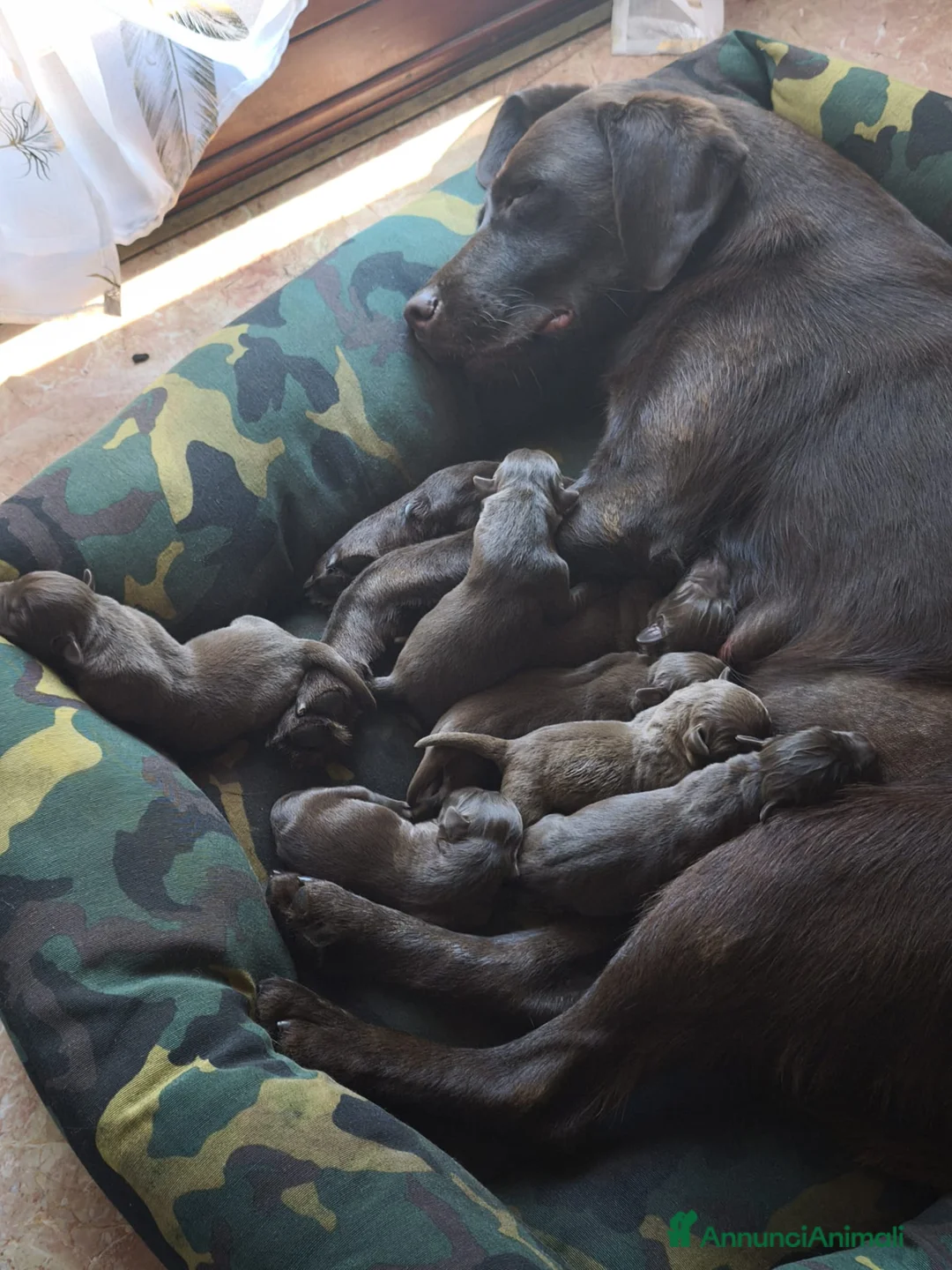 Labrador cani in vendita: Cuccioli di Labrador Chocolate a Provincia di Varese - Annuncio 2
