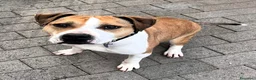 Meticcio cani in regalo: GOLD BELLISSIMO AMSTAFF - Annuncio 9
