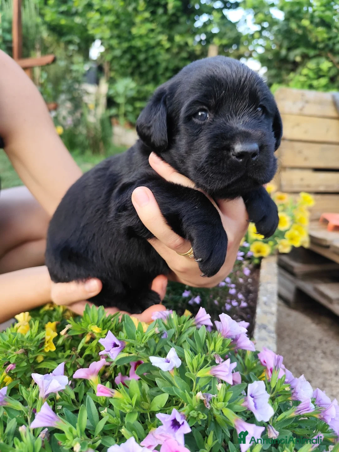 Labrador cani in vendita: Splendidi cuccioli di Labrador a Città metropolitana di Roma Capitale - Annuncio 5