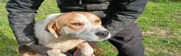 Meticcio cani in regalo: PORTHOS UNO DEI TRE MOSCHETTIERI CERCA CASA - Annuncio 3
