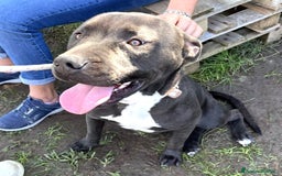 Pitbull cani in regalo: Magico Tyson a Provincia di Latina - Immagine 1