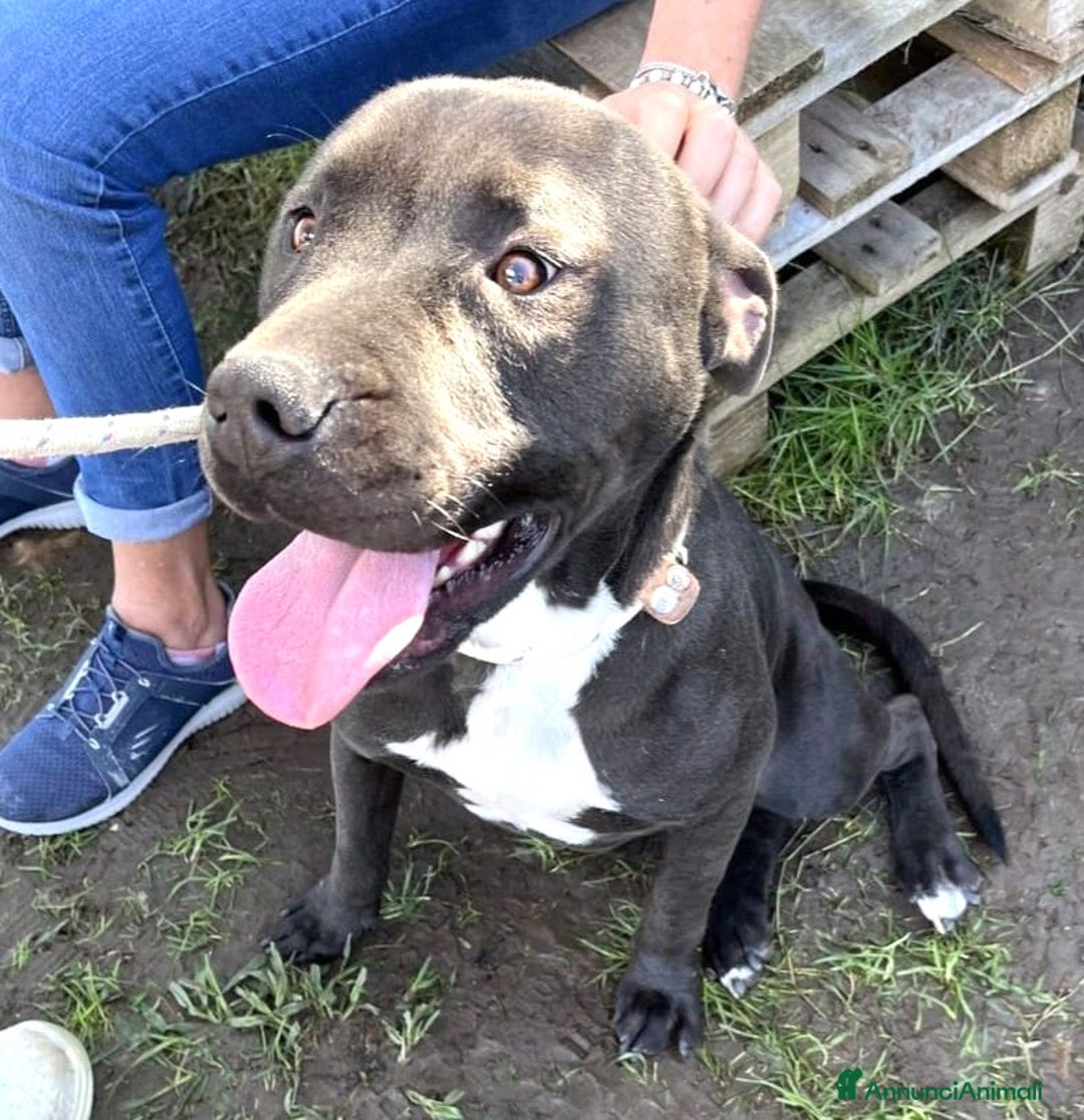 Pitbull cani in regalo: Magico Tyson a Provincia di Latina - Immagine 1