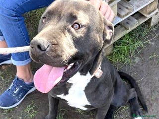 Pitbull cani Magico Tyson a Provincia di Latina - Annuncio 19