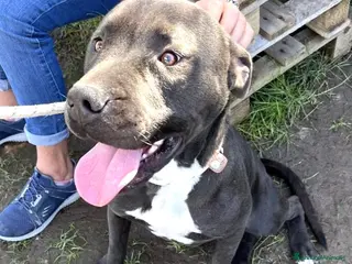 Pitbull cani Magico Tyson a Provincia di Latina - Annuncio 9