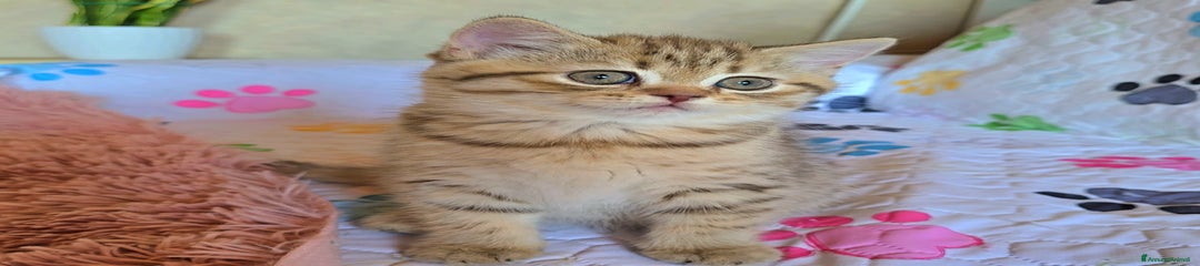 Scottish Gattino 2