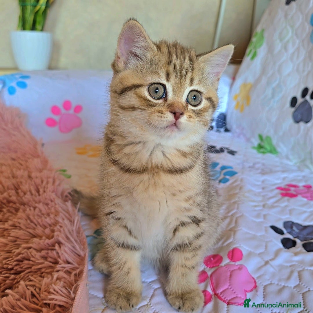Scottish gatti in vendita: Cuccioli scottish fold e straight  a Provincia di Vicenza - Immagine 17