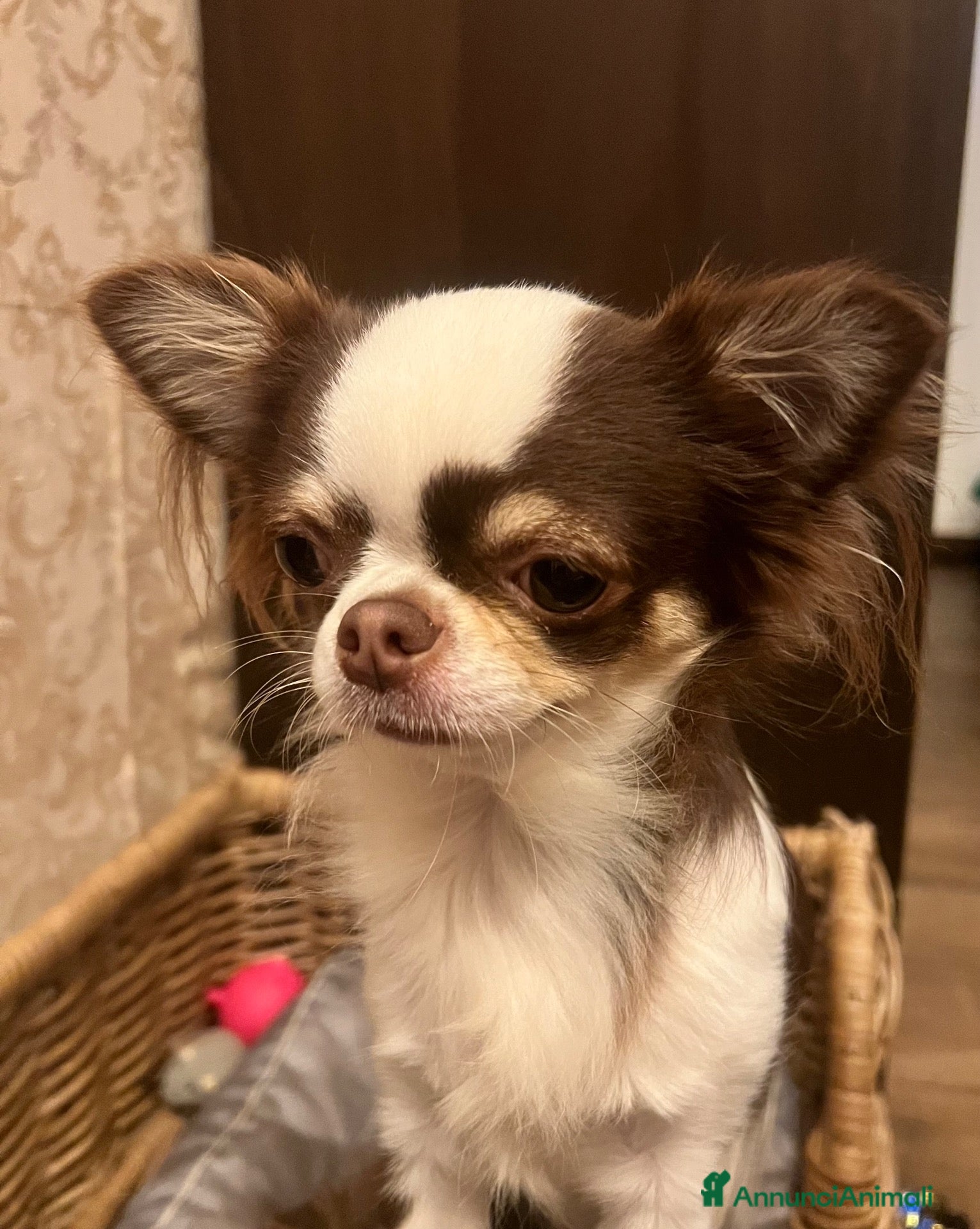 Chihuahua cani in vendita: Chihuahua  - Annuncio 4